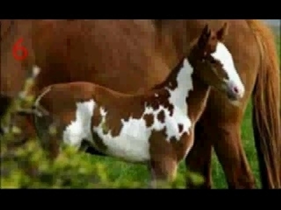 Collection d'images chevaux