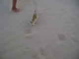 Little Girls play with a so cute desert fox!