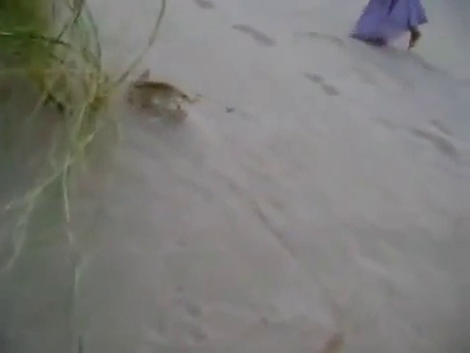 Des petites filles jouent avec un bébé renard du désert... Trop mignon