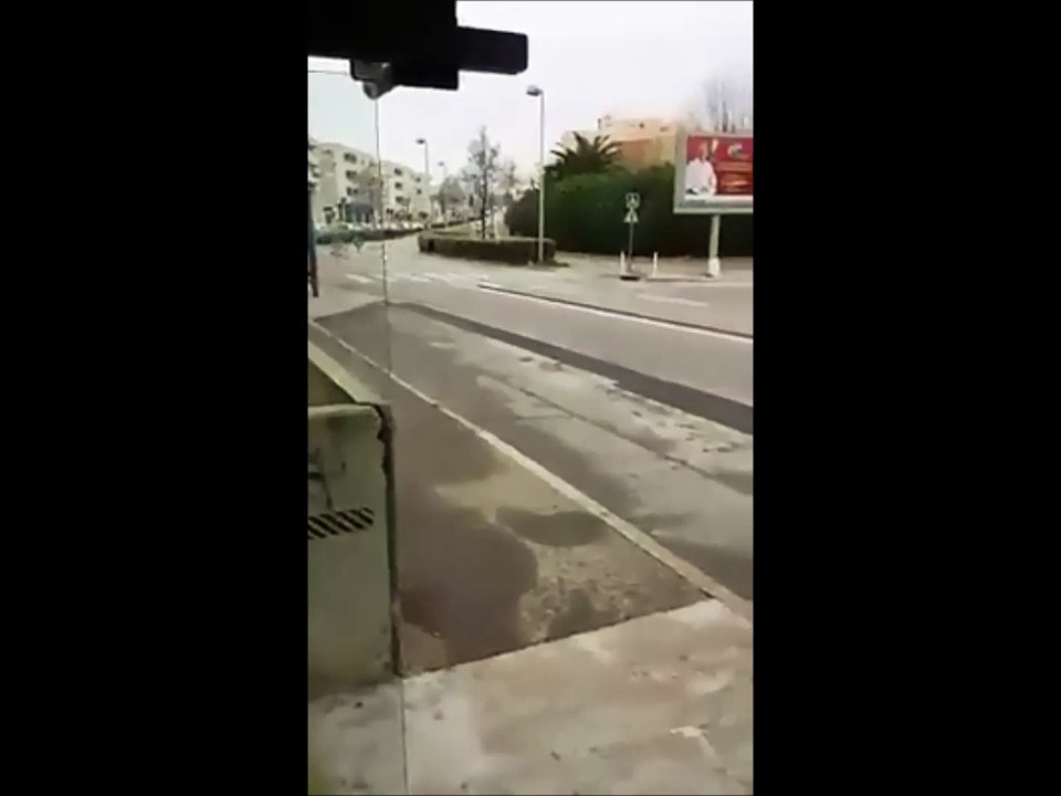 Insolite :  Marseille des zebres en plein centre ville