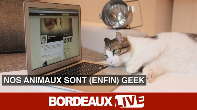 Un collier connecté et communautaire pour chiens et chats