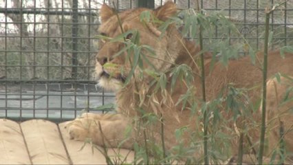 'Aslan Sherlock"A Eş Aranıyor