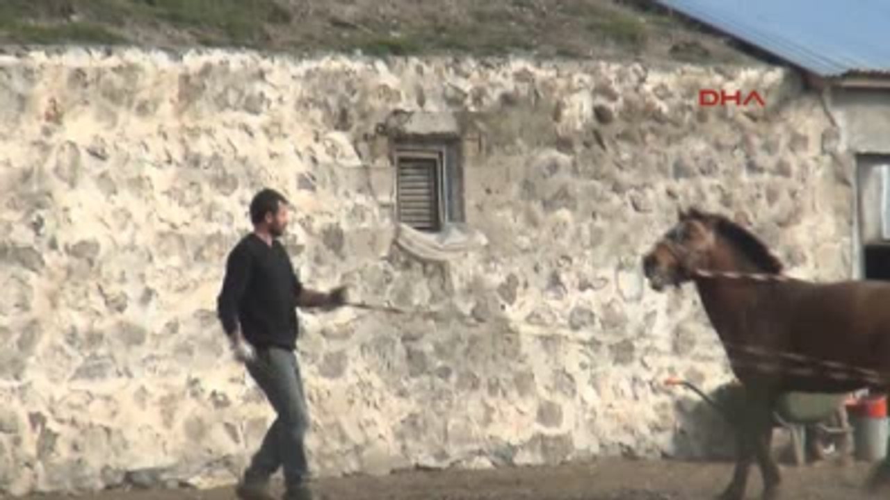 Atların Bahar Keyfi