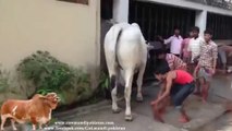Awesome kick by dangerous cow bakra eid 2014