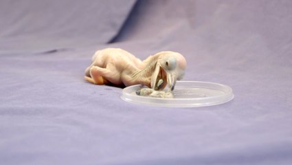 Tiny Baby Pelican Way Cuter Than Any Pelican Has The Right To Be