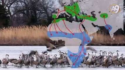 Göçmen Kuşların Katettikleri Şaşırtıcı Mesafeler