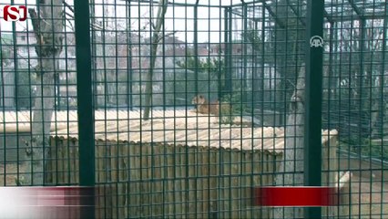 'Aslan Sherlock'a eş aranıyor