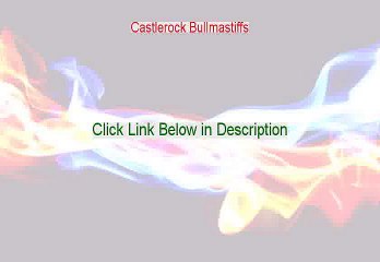 Castlerock Bullmastiffs PDF Free - Get It Now