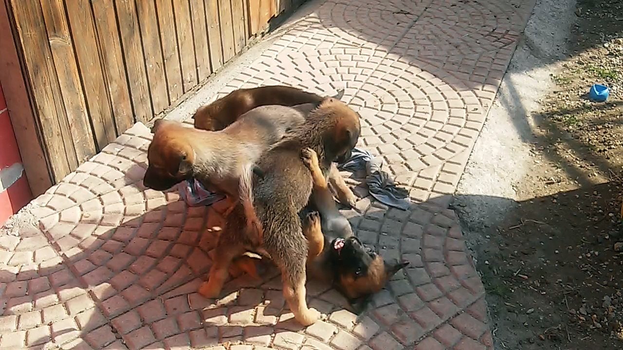 Be Aware H's @ Streithähne / Brawlers