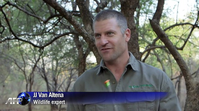 South Africa tackles elephant overpopulation with birth control