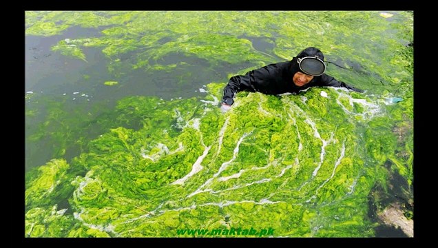 FSc Biology Book1, CH 07, LEC 5 Algae and its Characteristics