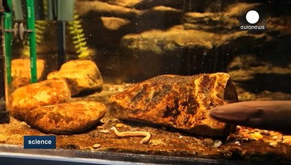 New study reveals eels remotely control their prey