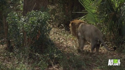 Encountering a Three-Legged Lion, a Poaching Survivor