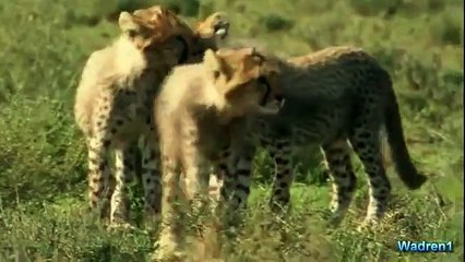 Çita Yavrularına Saldıran Zebra