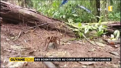 Des scientifiques au coeur de la forêt guyanaise