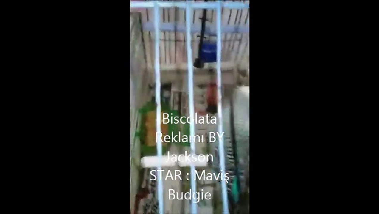 Maviş Kuş Biscolata Reklamı Reel Maviş by Jackson
