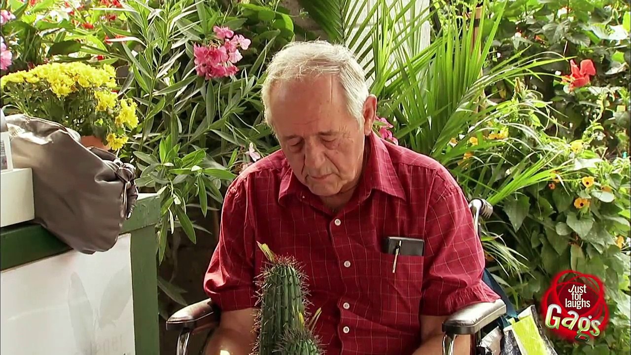 Old Man Cactus TO THE FACE!