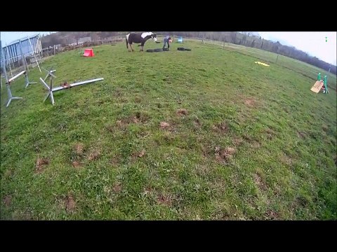 au printemps, poney dans les champs