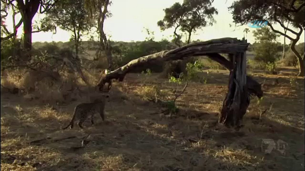 Leopar yavru maymunu yedi mi ?
