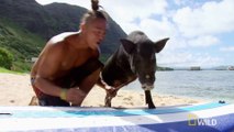 Adorable Surfing Pig