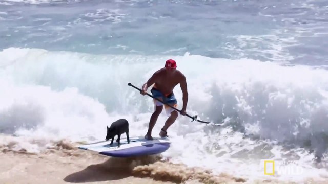 Surfing Pig : le cochon surfeur!