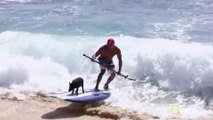 Surfing Pig : le cochon surfeur!