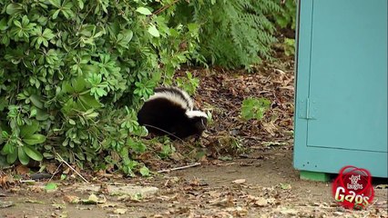 Dog Fetches Back Smelly Surprise
