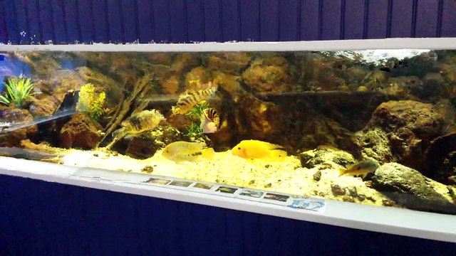 Aquarium 1200 litres-Cichlidés d'Amérique Central-BAAC 2015 (2)