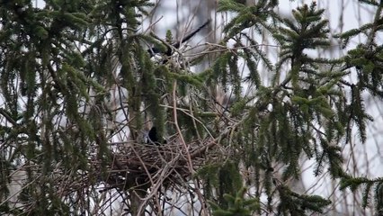 Pies en difficulte nid 150319 DSC_0496