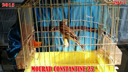 MOURAD CONSTANTINE 25  2015  ملك الحسون العالمي و  الجزائري  HD