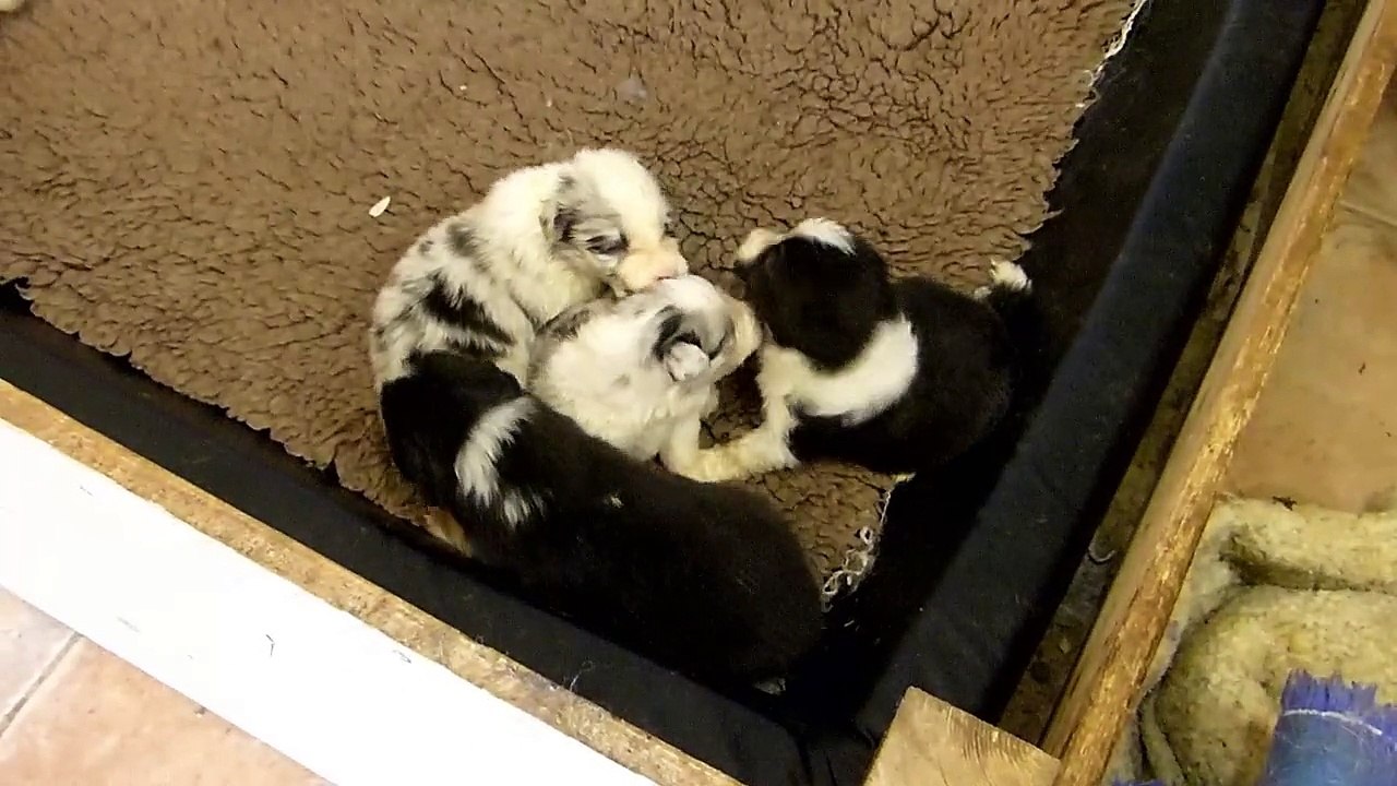 Mafalda's Border Collie-Cachorros Hada & Wind  19-03-15