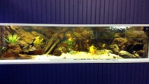 Aquarium 1200 litres-Cichlidés d'Amérique Central-BAAC 2015 (3)