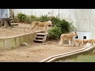 Amazing Video of lion cub into the water - Video Dailymotion