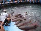 Un homme joue avec une dizaine de requins