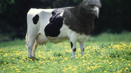 GIMP COW CROW by Amar McLegend