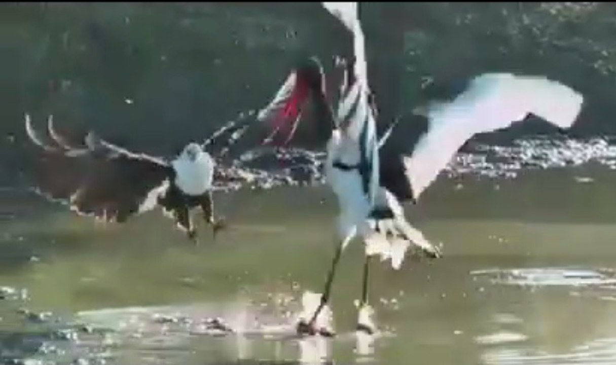 The moment an African fish eagle STEALS a stork's meal