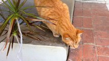 Amazing Tabby Cat Actor checks out suspicious plants!