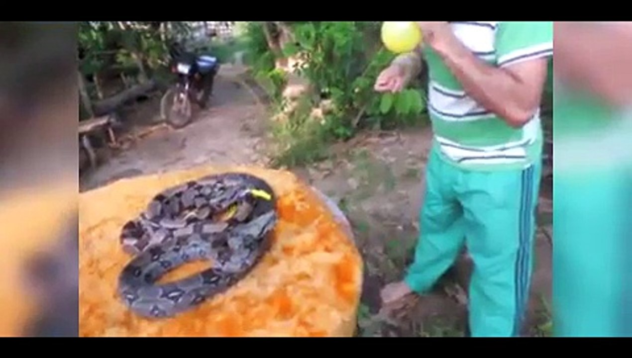 Man trains pythons to burst balloons