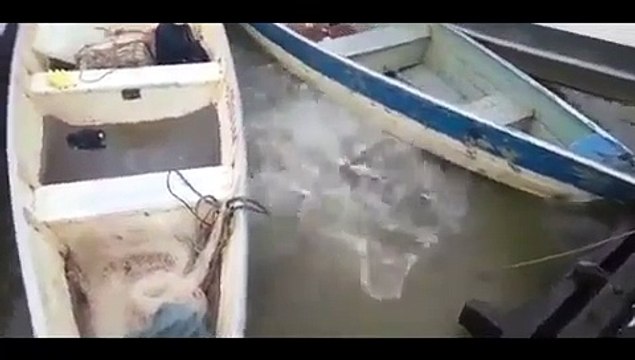 MEAT the Piranhas! Ravenous fish have feeding frenzy