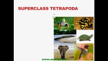 FSc Biology Book1, CH 10, LEC 16; Amphibians and Reptiles