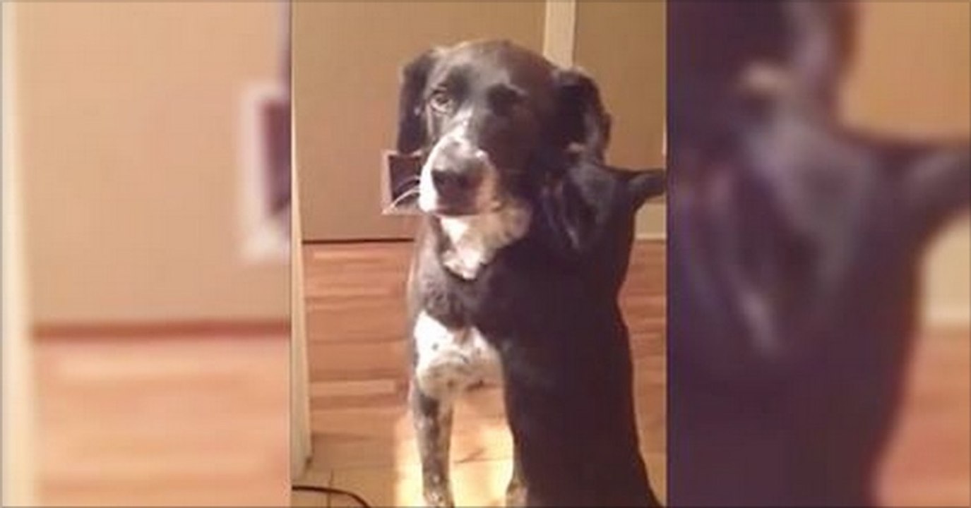 Lorsque ce chien est rentré à la maison aprè...