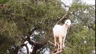 naughty goats