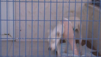 Tüfekle Yaralanan Köpek Ameliyat Edildi