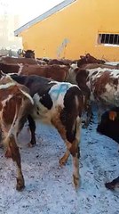 SATILIK EN UYGUN FİYATLARA SİMENTAL MONTOFON VE YERLİ IRK DÜVELER