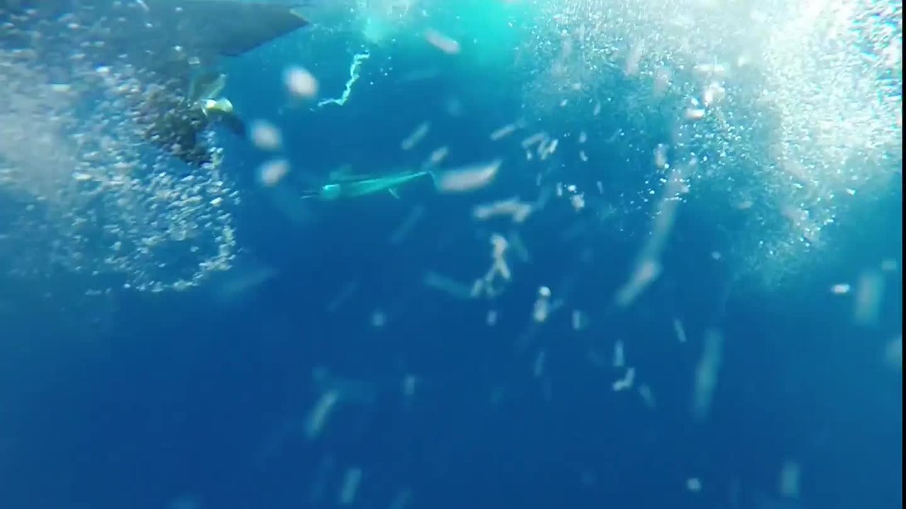 LureAddicts Go Marlin Fishing