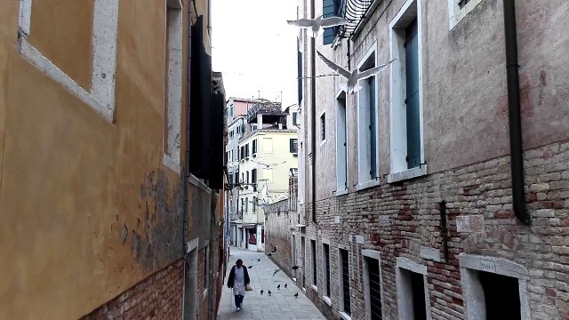 Huawei Mate7, тест камеры - Венецианские буйные птички