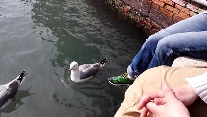 Huawei Mate7, тест камеры - Кормление венецианской чайки