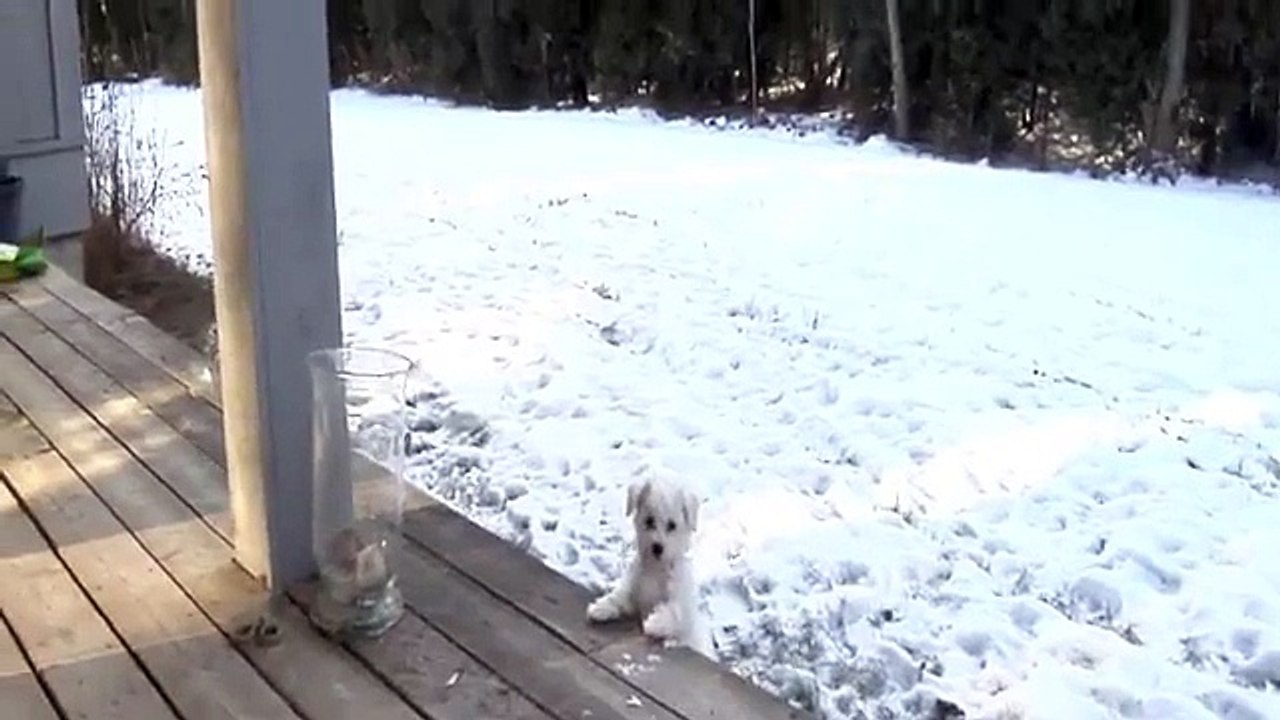 Bichon Frise Puppy 10 Weeks Old, Playing in Snow for First Time