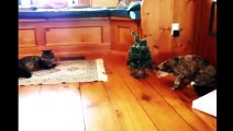 LOL best funny videos ever 2015 Funny Videos   Funny cats   Funny animal videos   Funny prank videos