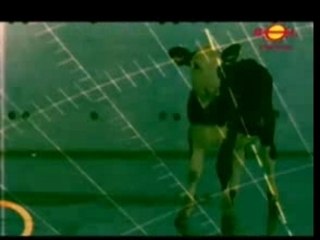 Placebo Bruise Pristine